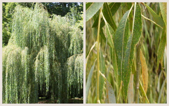 weepingwillow