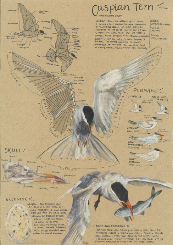 Labelled specimen drawing of a Caspian Tern