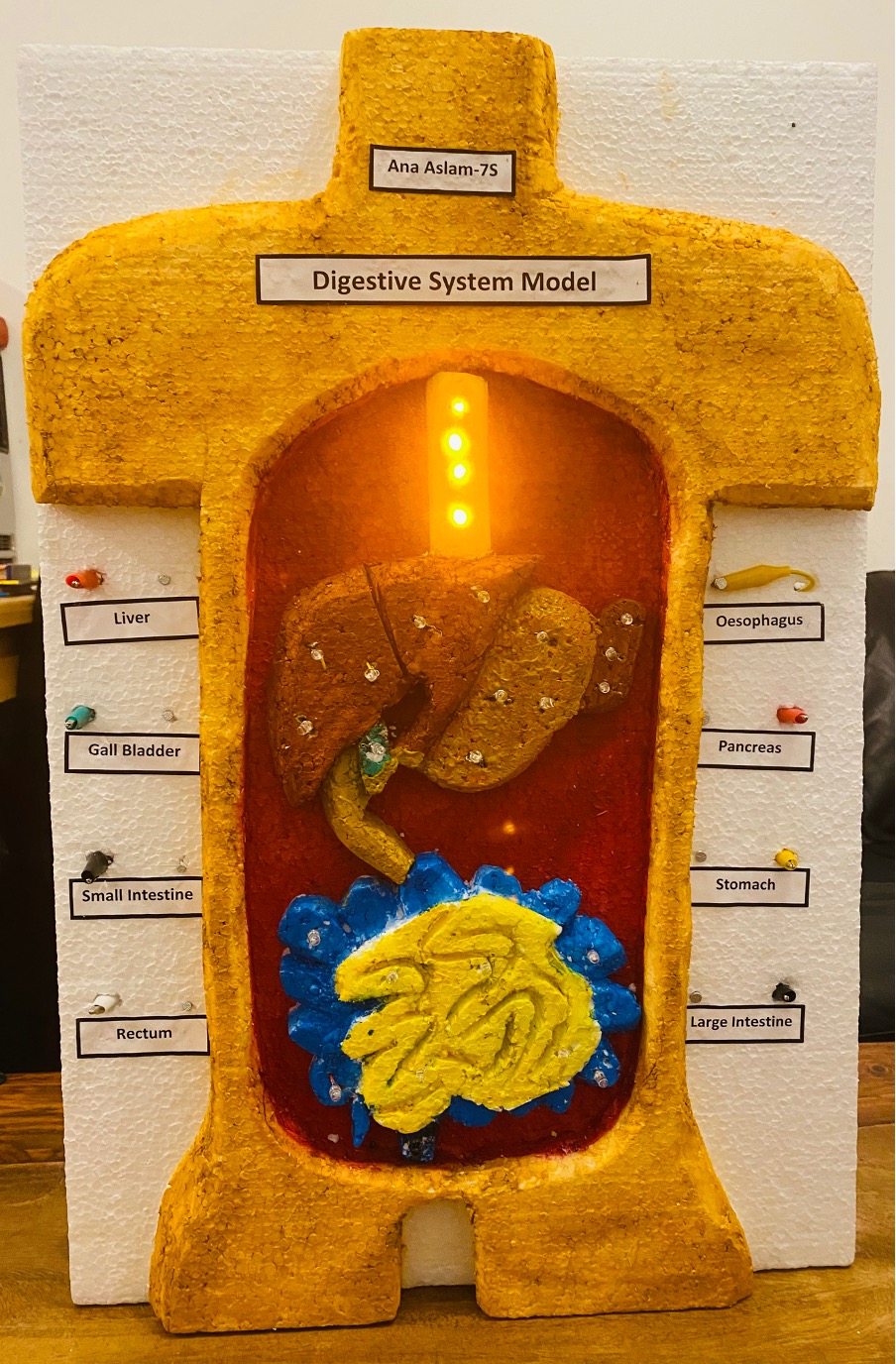 Light Up Digestive System
