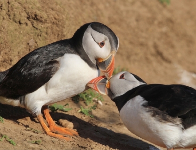 PC08 Puffins Billing on Skomer George Lanstone Futcher 662 510