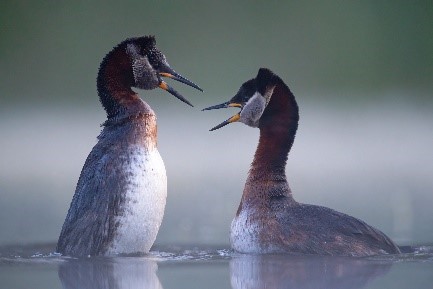 grebe