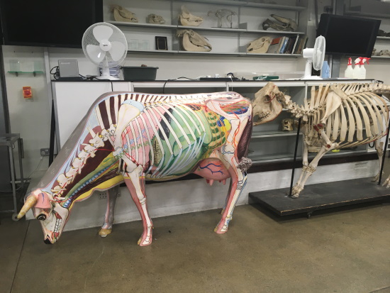 Cow dissection room web