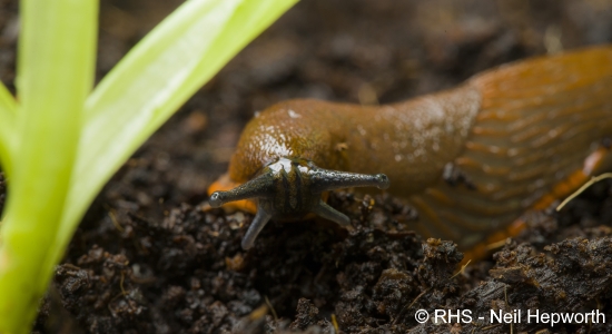 A slug approaching a garden plant