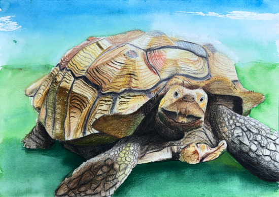 Drawing of African Spurred Tortoise on green grass with blue sky background 