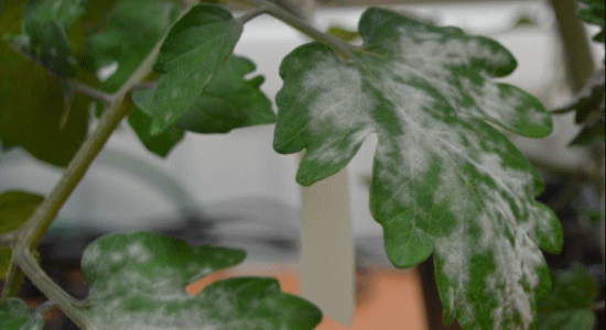Tomato leaves with powdery mildew