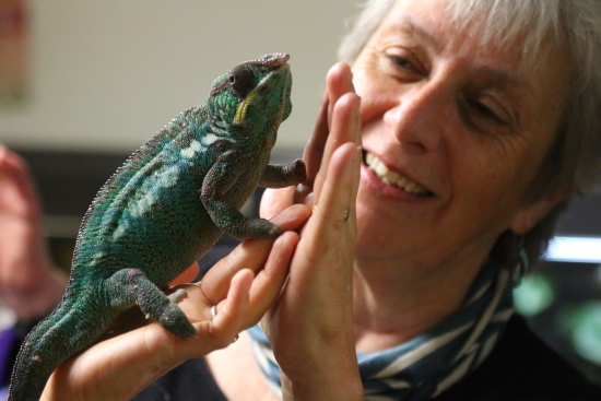 Delighted Fellow with chameleon