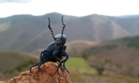 stag-beetle