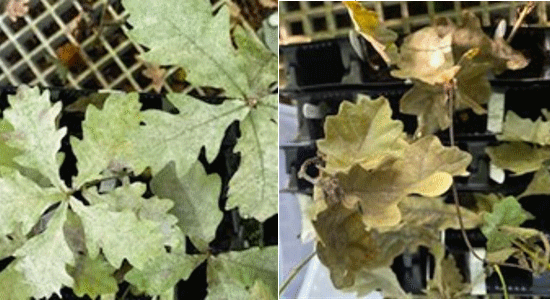 Diseased oak leaves