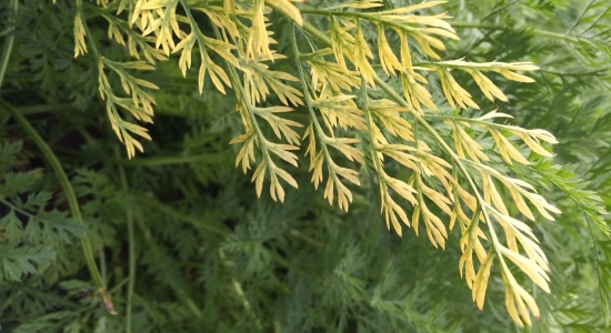 Yellowed leaves of an infected carrot plant