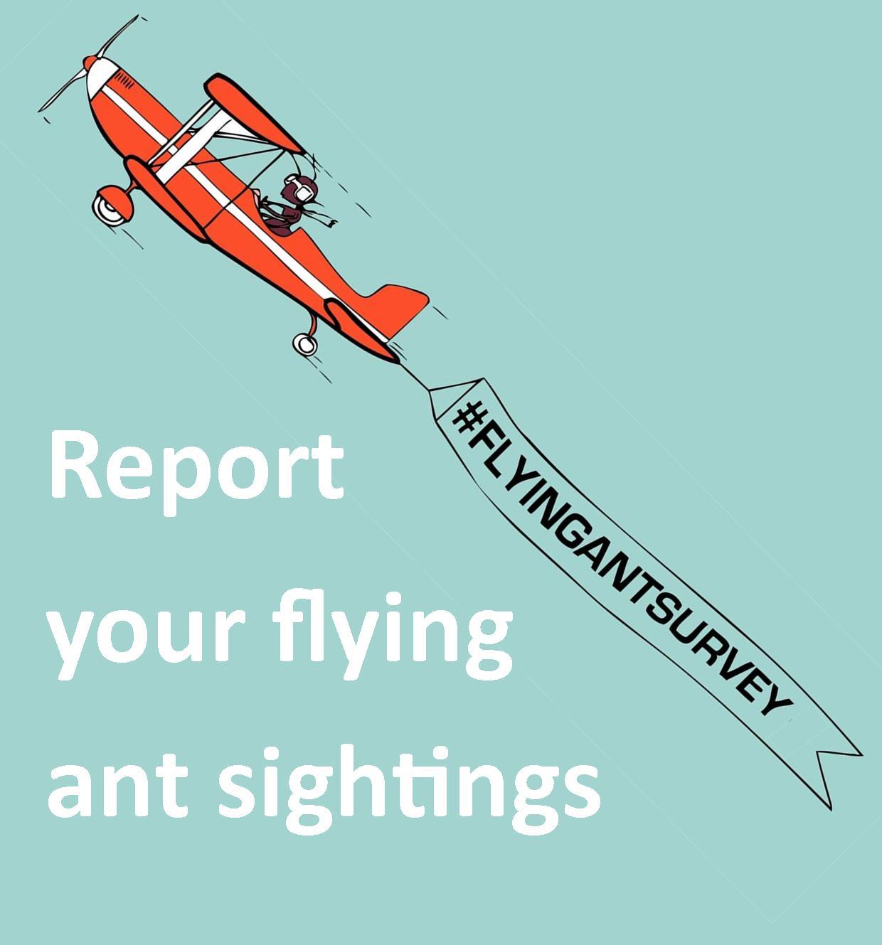 Flying ant survey