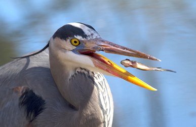 Great blue heron with fish web