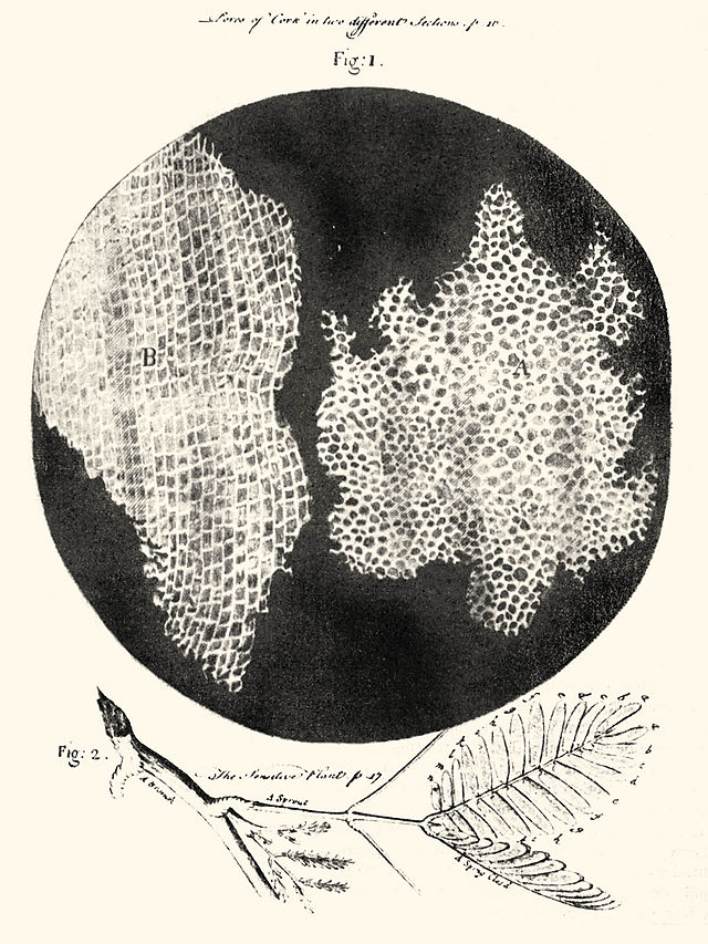 Hooke cellstructureofcork