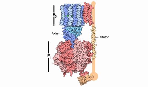 ATP rz