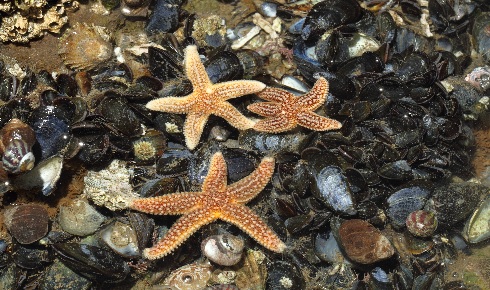 starfish on mussels trewhella
