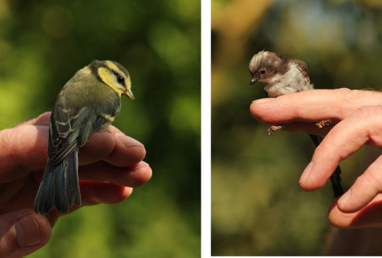 East-Midlands-birds