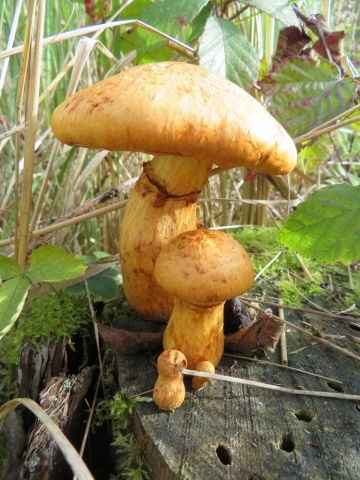 Laughing Cap Gymnopilus junonius photo - Marianne Overton