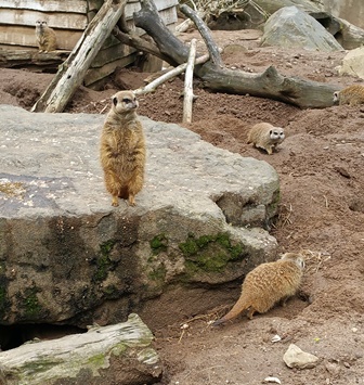 NI zoo visit meerkat small