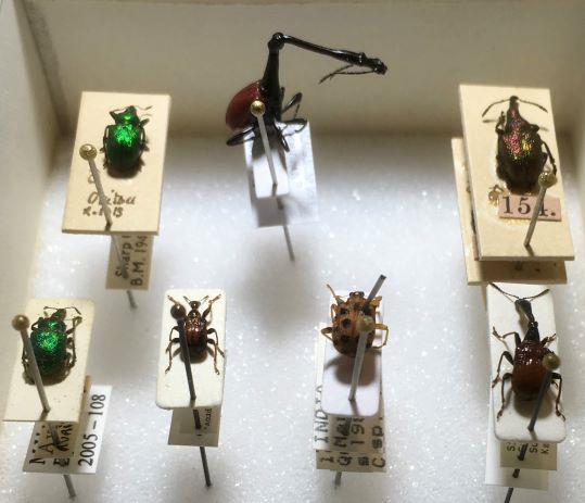 West Mids beetle workshop