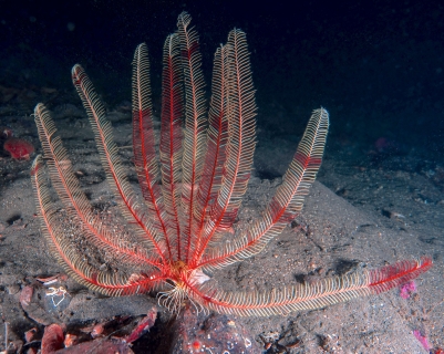 feather star