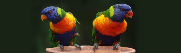 Australasia parrots
